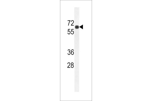 BCO2 antibody  (N-Term)
