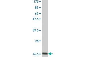 Western Blot detection against Immunogen (12. (IL-15 antibody  (AA 46-162))