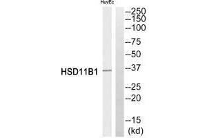 Western blot analysis of extracts from HuvEc cells, using HSD11B1 antibody. (HSD11B1 antibody  (N-Term))