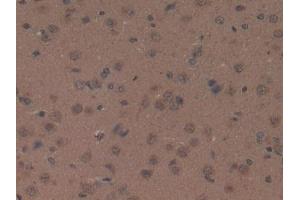 IHC-P analysis of Rat Brain Tissue, with DAB staining. (Orexin A antibody  (AA 32-123))