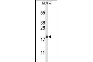 Western blot analysis of AGR3 Antibody (C-term) (ABIN653373 and ABIN2842844) in MCF-7 cell line lysates (35 μg/lane).
