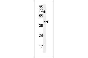 BDHA1 Antibody (Center) (ABIN651743 and ABIN2840384) western blot analysis in HepG2 cell line lysates (15 μg/lane). (PDHA1 antibody  (AA 228-255))