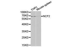 Western Blotting (WB) image for anti-Neutrophil Cytosolic Factor 2 (NCF2) antibody (ABIN1873837) (NCF2 antibody)