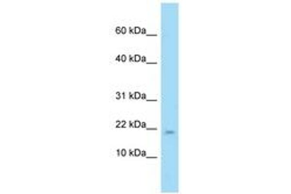 PPP1R1A antibody  (N-Term)
