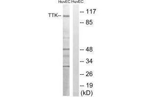 Western blot analysis of extracts from HUVEC cells, treated with etoposide (25uM, 24hours), using TTK (Ab-676) antibody. (Mps1 antibody  (Thr676))