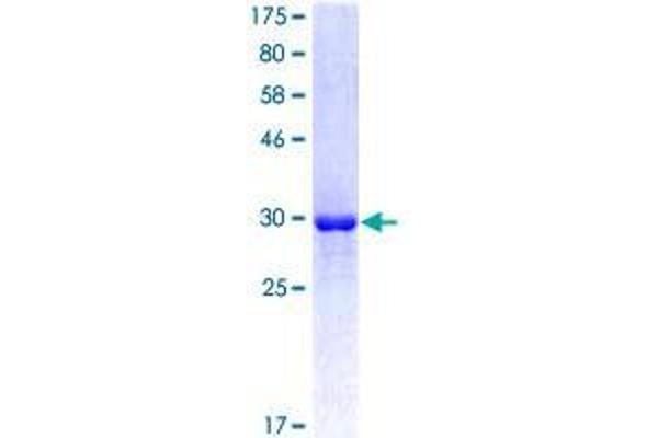 ATP6V0D2 Protein (AA 238-306) (GST tag)