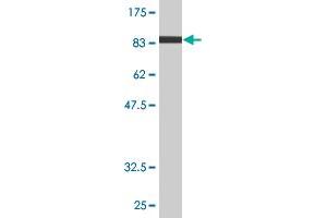 Western Blot detection against Immunogen (93. (NR1D1 antibody  (AA 1-614))