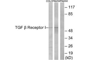 Western blot analysis of extracts from COLO cells and HepG2 cells, using TGF beta Receptor I (epitope around residue 165) antibody. (TGFBR1 antibody  (Ser165))