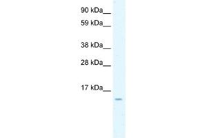 WB Suggested Anti-CCL7 Antibody Titration:  0. (CCL7 antibody  (N-Term))