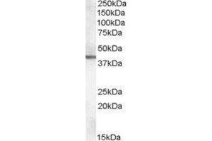 Western Blotting (WB) image for Abhydrolase Domain Containing 12 (ABHD12) peptide (ABIN369756) (Abhydrolase Domain Containing 12 (ABHD12) Peptide)