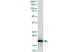 RPS17 polyclonal antibody (A03), Lot # 060529JCS1. (RPS17 antibody  (AA 36-135))