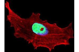 Immunofluorescence (IF) image for anti-Class B Basic Helix-Loop-Helix Protein 3 (BHLH3) antibody (ABIN3002429) (BHLH3 antibody)