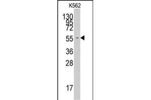 Western blot analysis of anti-FARSA Pab (ABIN391817 and ABIN2841665) in K562 cell line lysates (35 μg/lane). (Phenylalanyl-tRNA Synthetase, alpha Subunit (FARSA) (AA 54-83), (N-Term) antibody)