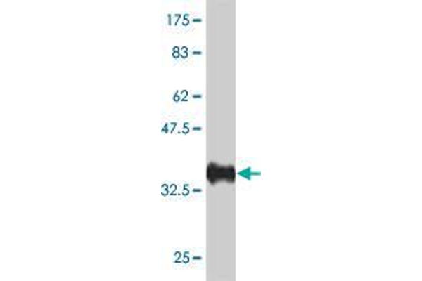 BAZ1A antibody  (AA 1457-1556)