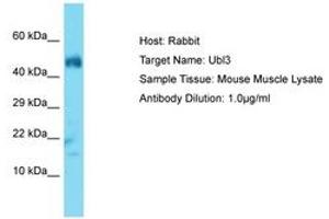 Image no. 1 for anti-Ubiquitin-Like 3 (UBL3) (N-Term) antibody (ABIN6750369) (UBL3 antibody  (N-Term))