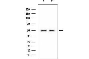 Western blot analysis of lysates from various samples, using NeuN Mouse Monoclonal Antibody at 1/1000 dilution.