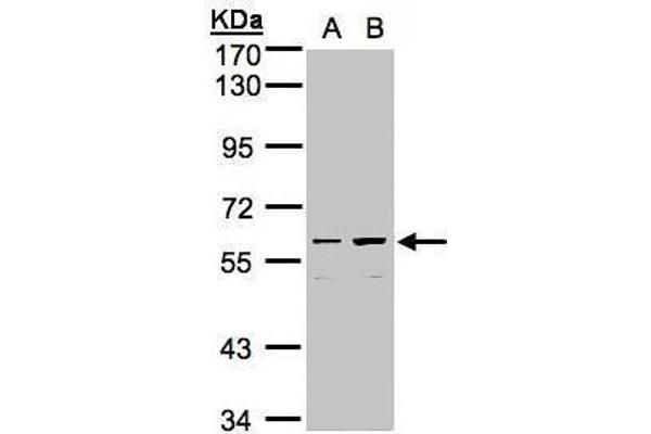 CCDC102B Antikörper