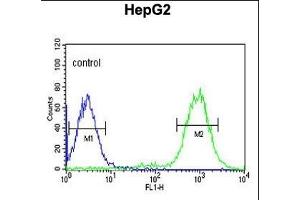C19orf21 Antibody (N-term) (ABIN651044 and ABIN2840046) flow cytometric analysis of HepG2 cells (right histogram) compared to a negative control cell (left histogram). (C19orf21 antibody  (N-Term))