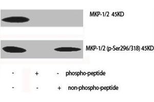 Western Blot analysis of various cells using Phospho-MKP-1/2 (S296/318) Polyclonal Antibody (MKP-1/2 antibody  (pSer296, pSer318))