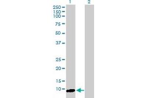 Western Blot analysis of ARL9 expression in transfected 293T cell line by ARL9 MaxPab polyclonal antibody. (ARL9 antibody  (AA 1-123))