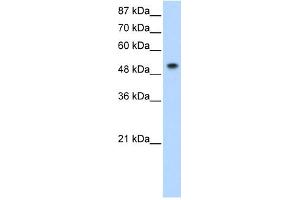 SNRP70 antibody used at 0.