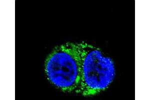 Confocal immunofluorescent analysis of IDH1 Antibody (Center) (ABIN391660 and ABIN2841571) with HepG2 cell followed by Alexa Fluor 488-conjugated goat anti-rabbit lgG (green). (IDH1 antibody  (AA 116-143))