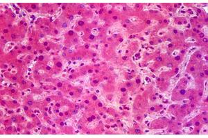 Anti-SIK1 / SNF1LK antibody IHC staining of human liver. (SIK1 antibody  (AA 1-101))