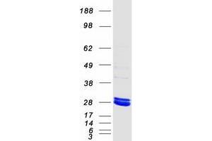 Validation with Western Blot