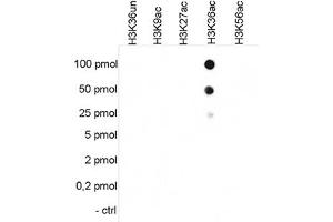 Cross reactivity test using the Histone H3 (K36ac) antibody.