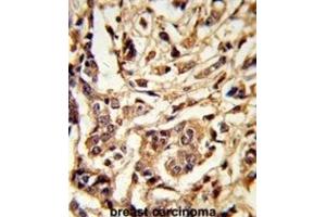 Immunohistochemistry (IHC) image for anti-Galactose-1-Phosphate Uridylyltransferase (GALT) antibody (ABIN3002853) (GALT antibody)