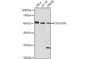 Western blot analysis of extracts of various cell lines, using CDC42EP1 Rabbit mAb (ABIN7266231) at 1:1000 dilution. (CDC42EP1 antibody)