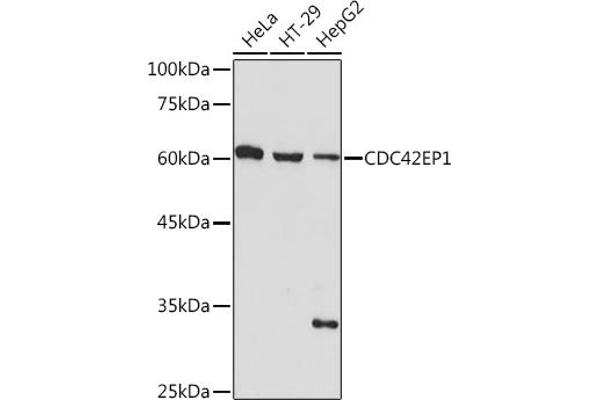 CDC42EP1 antibody