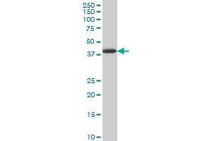 LHX6 monoclonal antibody (M05), clone 3E8 Western Blot analysis of LHX6 expression in HepG2 . (LHX6 antibody  (AA 274-363))