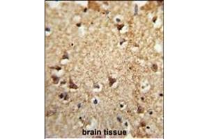 Formalin-fixed and paraffin-embedded human brain tissue reacted with EIF2A Antibody (Center), which was peroxidase-conjugated to the secondary antibody, followed by DAB staining. (EIF2A antibody  (AA 437-465))