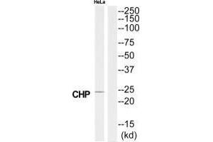 Western blot analysis of extracts from HeLa cells, using CHP antibody. (CHP antibody  (N-Term))