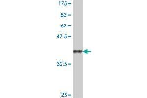 DNAJB13 antibody  (AA 71-180)