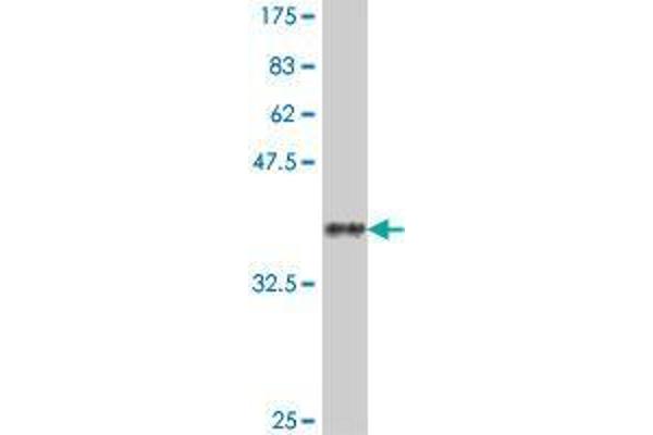 DNAJB13 antibody  (AA 71-180)