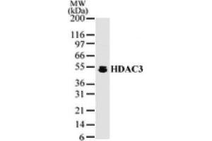 HDAC3 pAb tested by Western blot. (HDAC3 antibody  (AA 2-17))