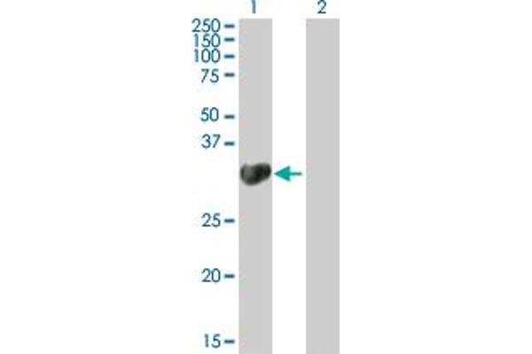 CHMP4A antibody  (AA 1-222)