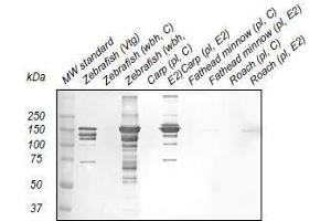 Western Blotting (WB) image for anti-Vitellogenin (VTG) antibody (ABIN123820) (Vitellogenin antibody)