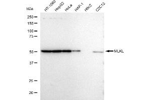 anti-Mixed Lineage Kinase Domain-Like (MLKL) antibody