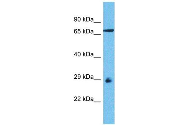 OR8D1 antibody  (C-Term)