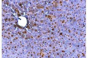 IHC analysis of FADD using anti-FADD antibody (ABIN7602804). (FADD antibody  (C-Term))