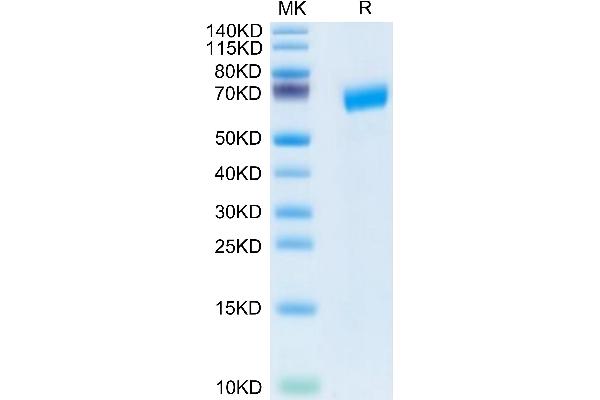 SLAMF6 Protein (AA 22-226) (Fc Tag)