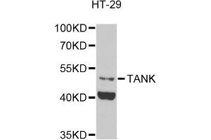 Western blot analysis of extracts of HT-29 cells, using TANK antibody (ABIN5974093) at 1/1000 dilution. (TANK antibody)