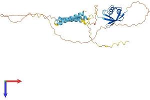 Transmembrane and Ubiquitin-Like Domain Containing 2 (TMUB2) (AA 1-319) protein (His tag)