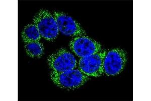 Confocal immunofluorescent analysis of DLL3 antibody with 293 cells followed by Alexa Fluor 488-conjugated goat anti-rabbit lgG (green). (DLL3 antibody  (AA 519-548))