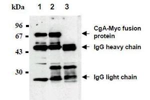 Western Blotting (WB) image for anti-Myc Tag antibody (Agarose Beads) (ABIN2853622) (Myc Tag antibody  (Agarose Beads))