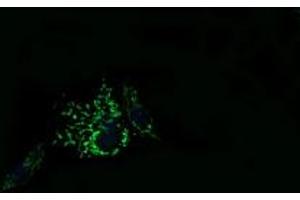Image no. 2 for anti-Mitochondrial Ribosomal Protein L11 (MRPL11) antibody (ABIN1499556) (MRPL11 antibody)