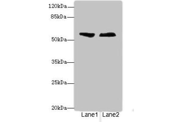 ENTPD2 antibody  (AA 28-268)